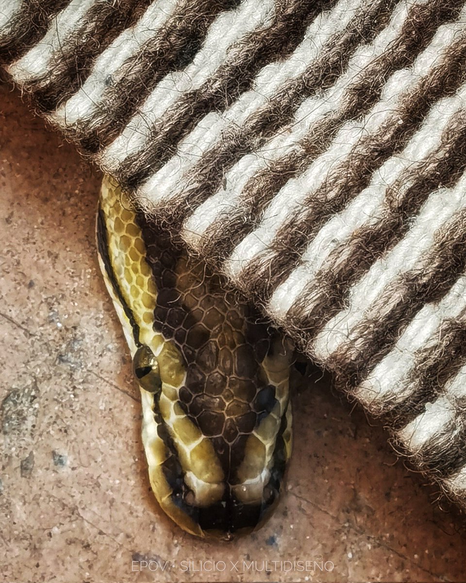 ExpoLaCulebra's tweet photo. Pitón bola y tapete de lana de Teotitlán, Oaxaca.
#texturas #teotitlan #oaxaca #méxico
#pitónbola #pitonregius #serpientes #culebras #reptiles #herpetario #exposicióndidactica
#rentaDeExposiciones #exposicionesEnRenta #museos #museo #snake #exposicionesLaCulebra https://t.co/D597Xujn4o