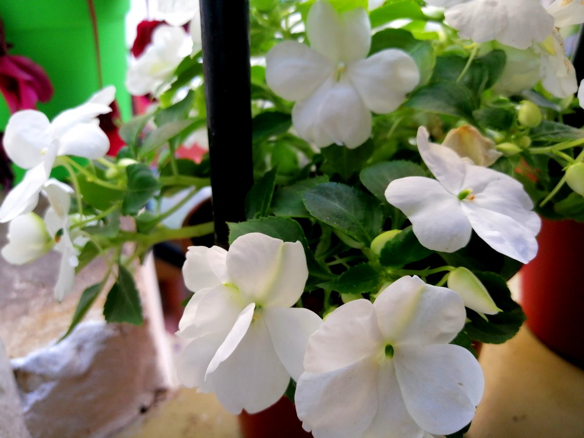 Nací durante la dictadura cívico militar en #Argentina
 y puedo decir mi nombre pq conozco mi identidad. 
¿Vos, conocés la tuya?
Comunicate al 📞011 4384 0983
✉️abuelas@abuelas.org.ar 
#Abuelas44Anos #FloreceIdentidad 
#dianacionaldelderechoalaidentidad 
<a href="/abuelasdifusion/">Abuelas de Plaza de Mayo</a>