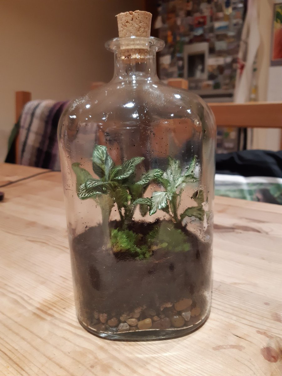 CJ_Colbourn's tweet photo. Great workshop with #londonterrariumsyork as part of @yorkdesignweek
#miniecosystem #houseplants https://t.co/f7lokjzGha