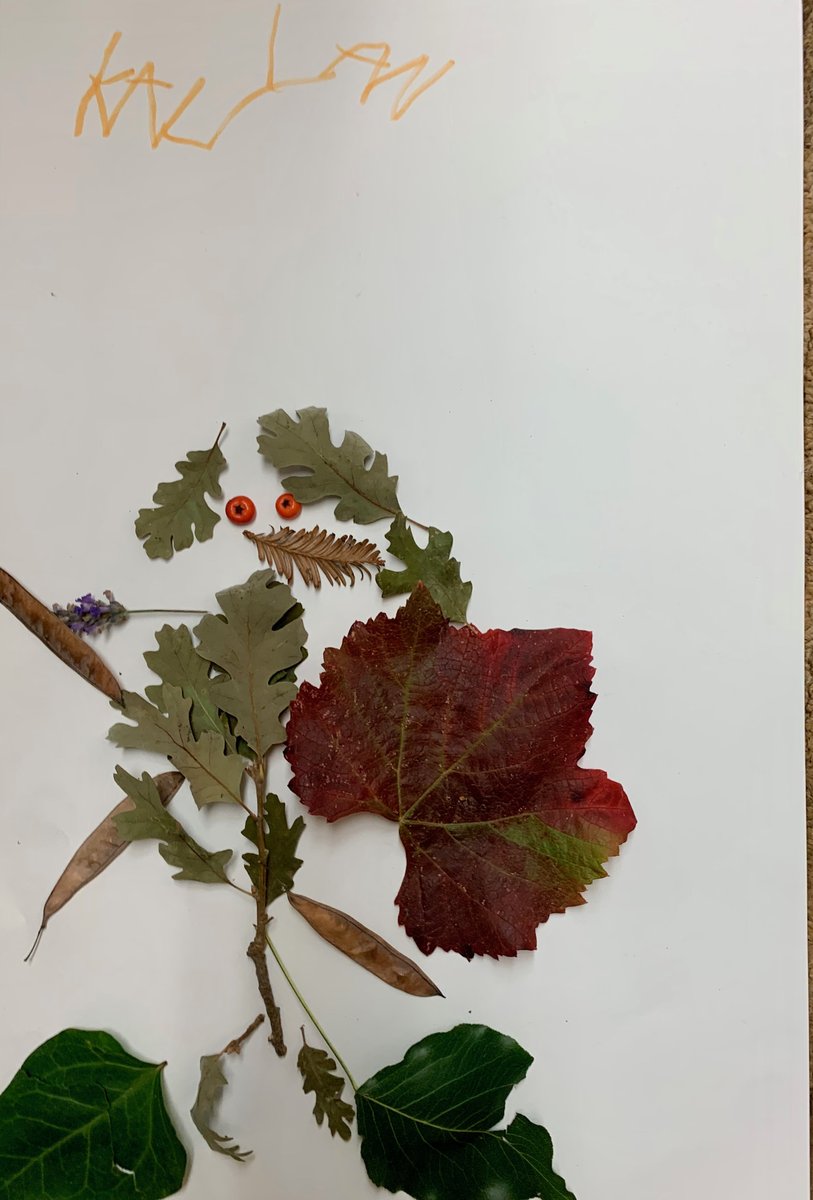 kidletscience's tweet photo. Reinforcing our learning about plant parts this week in Science by making #LeafMan by @lois_ehlert after a long walk across our campus collecting Fall's bounty.  #Kindergarten @HillbrookSchool #elementaryscience
#fall https://t.co/HKouolzVvi