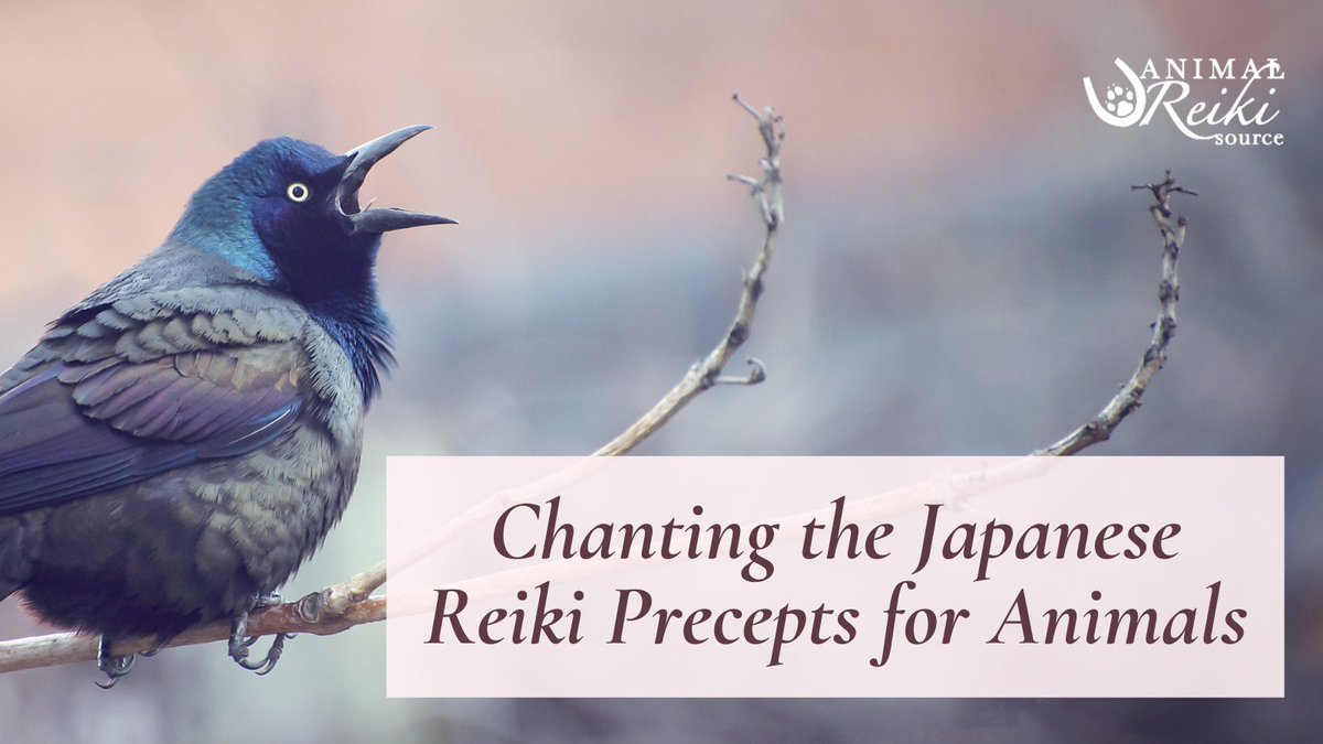 ARS_animalreiki's tweet photo. 🐦 Animals are very sensitive to the healing power of sound —So why not try chanting for animals!

🔊 Learn 3 powerfully healing chanting practices using the original Japanese version of the Reiki precepts.
https://t.co/EU9l5L1o7Z #LetAnimalsLead #Chanting #HealingChants https://t.co/2PFFSC3Pr7