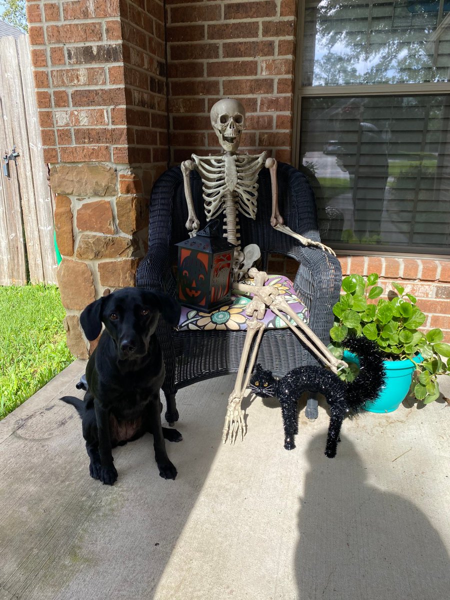 Suburban_K9's tweet image. Can we all congratulate Winnie? She just graduated from our Board and Train Program in Spring, Texas!

Look at that face!!!

#SK9 #SuburbanK9 #SpringDogTraining #DogBootCamp