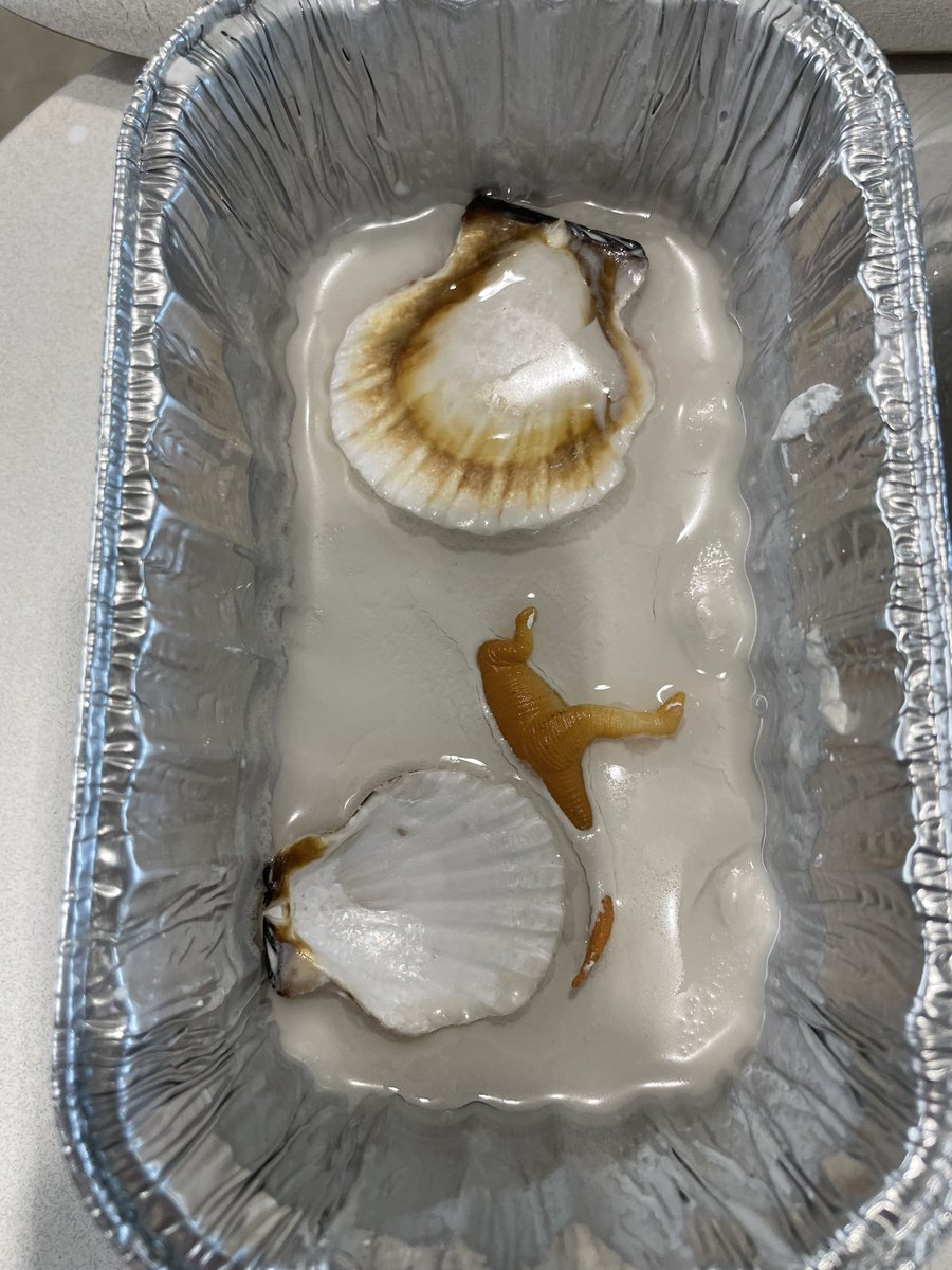 danee_kennedy's tweet photo. Oll scholars have been learning how sedimentary rock and the fossils it contains help geologists learn about Earths history. Today they made their own fossils! #powerofwecsd https://t.co/3MlA1vESZd