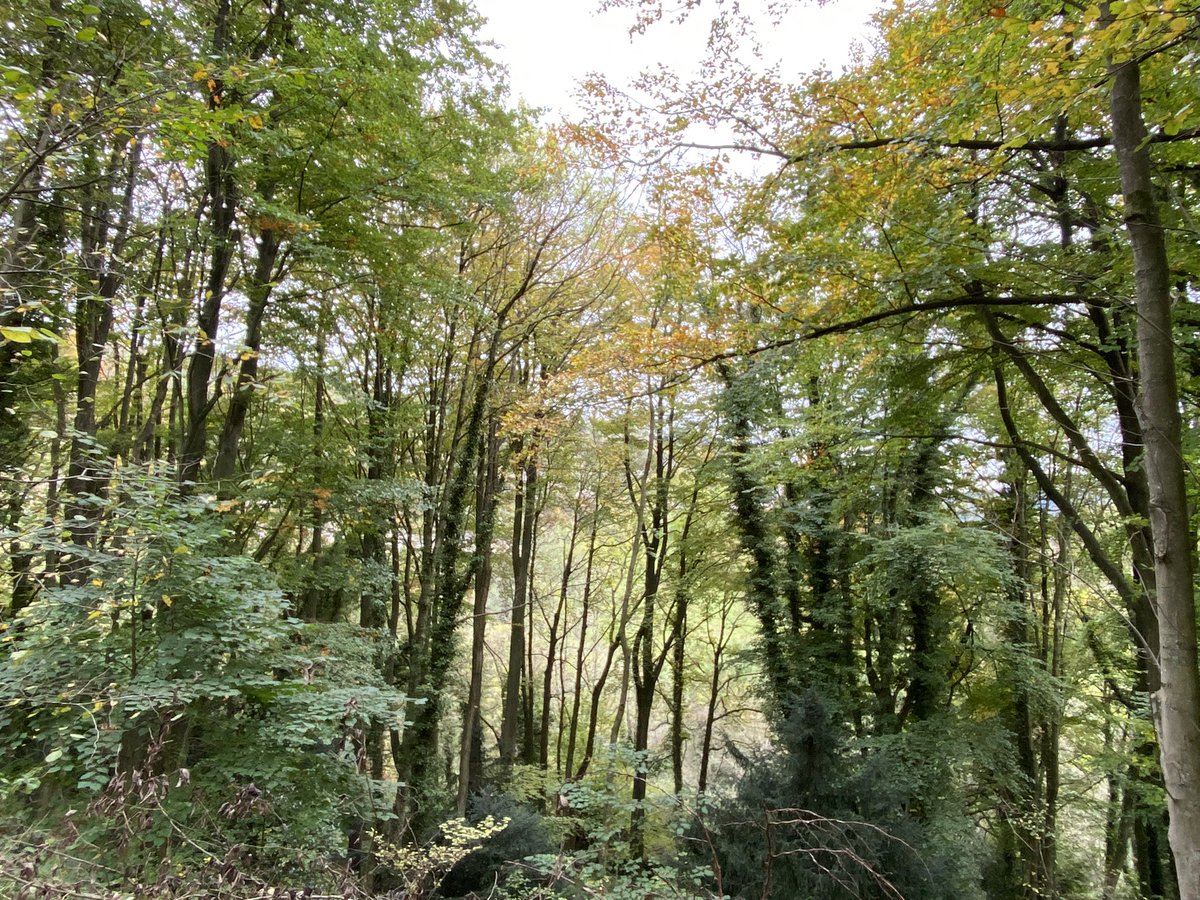 seaparkin's tweet photo. A stretch of the legs round the local loop. Arborists can you explain the H & G on the ash trees? I assume needing to cut down. #autumn #ash #derbyshire #celebratingderbyshiretrees #treehunt #treecop #arboralists #hightor #gooutside #woodland https://t.co/4qsrcQ3diV