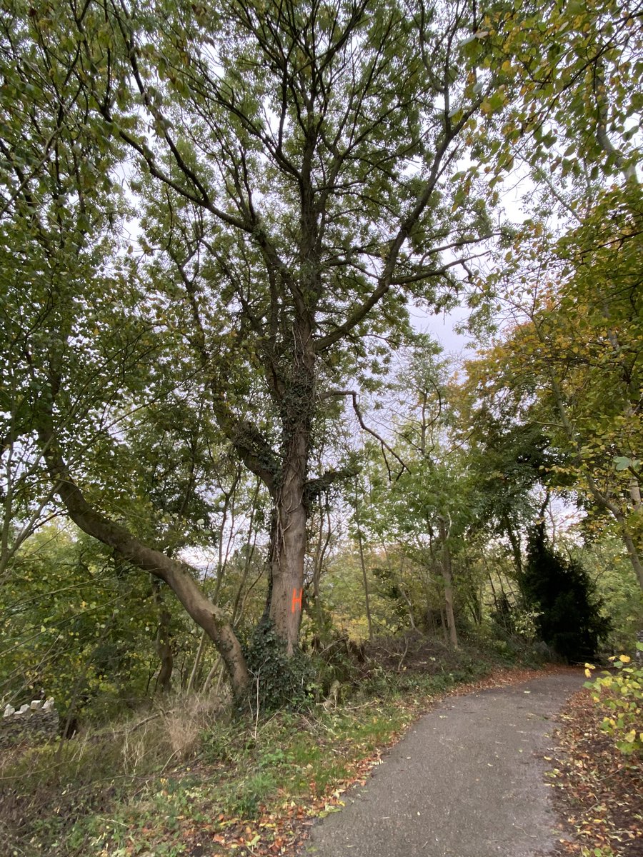 seaparkin's tweet photo. A stretch of the legs round the local loop. Arborists can you explain the H & G on the ash trees? I assume needing to cut down. #autumn #ash #derbyshire #celebratingderbyshiretrees #treehunt #treecop #arboralists #hightor #gooutside #woodland https://t.co/4qsrcQ3diV
