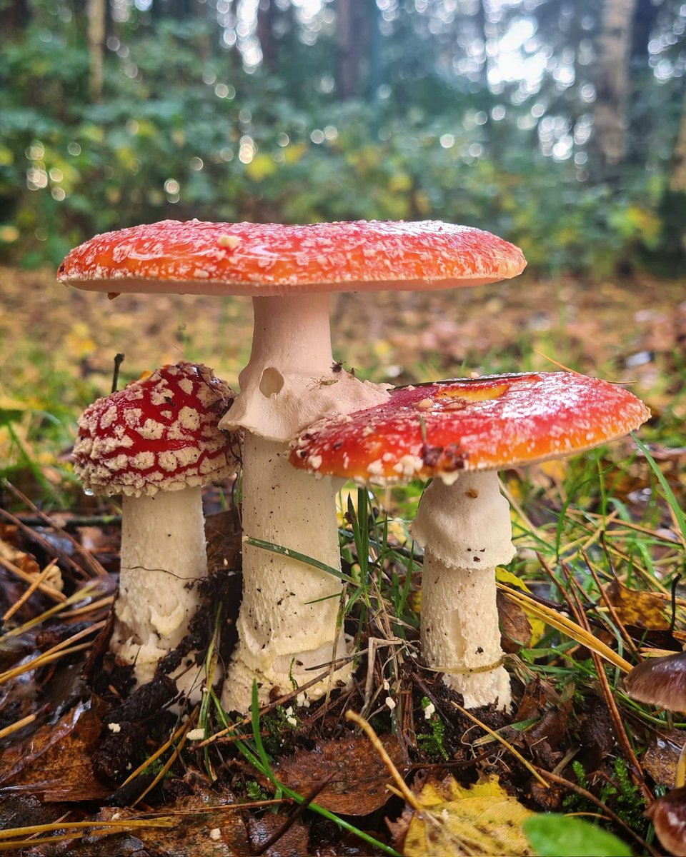 Mooie afsluiter voor vandaag 🍄