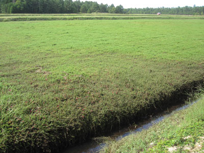 PICranberry's tweet photo. In honor of harvesting at Black Rock this week, we revisit a post about bog names! https://t.co/k2GUQh5Kp4 https://t.co/SX26KL2IoS