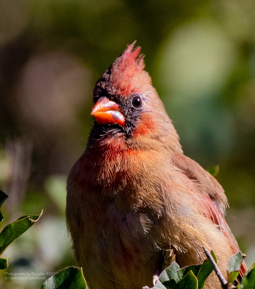 DarkWaterPhotos's tweet photo. Here's little Miss Cardinal looking over the west ravine in High Park, Toronto.
#WildTO #CityOfTO #Cardinals #Toronto #YYZ #HighPark #RavineDays #HikeTO #WalkTO #Nature #Wildlife #CanGeoBirds #StopThe413 #BirdingDailyTO #TorontoPhotoWalks
https://t.co/R5PMOspsUo https://t.co/OOlDr9ZQkZ