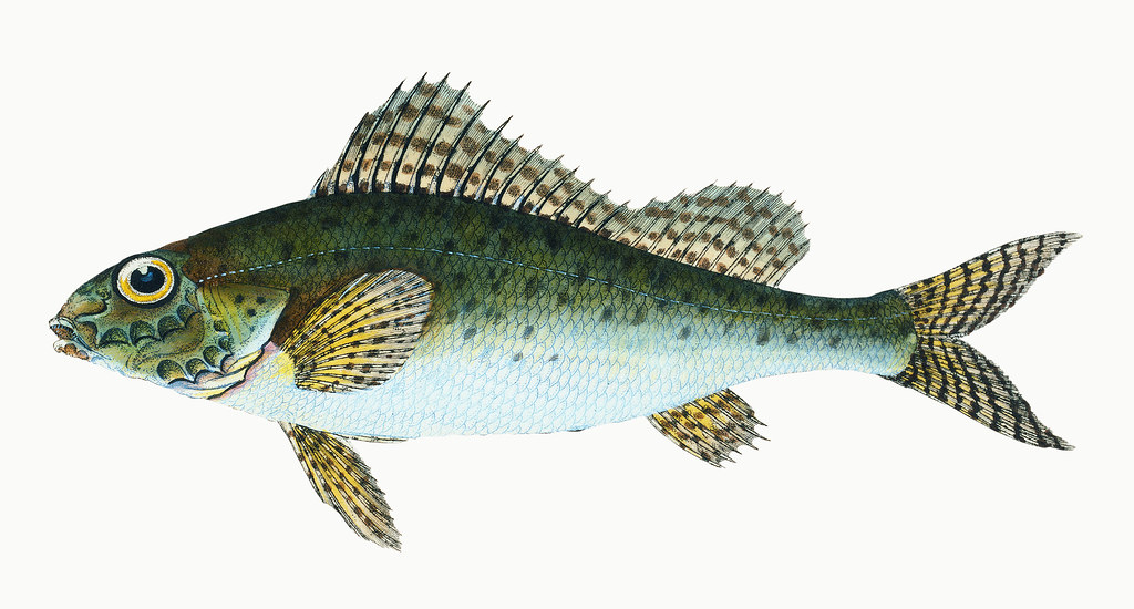 greatlakesprgm's tweet photo. ‘G’ - ‘Gymnocephalus cernua,’ a.k.a. the ruffe, is considered invasive to the Great Lakes, where it competes with native fish such as perch. Part of the ruffe’s adaptability is due to its sensitive neuromasts, organs that help it detect vibrations in the water. #FishABC https://t.co/WRxJPcVyoH