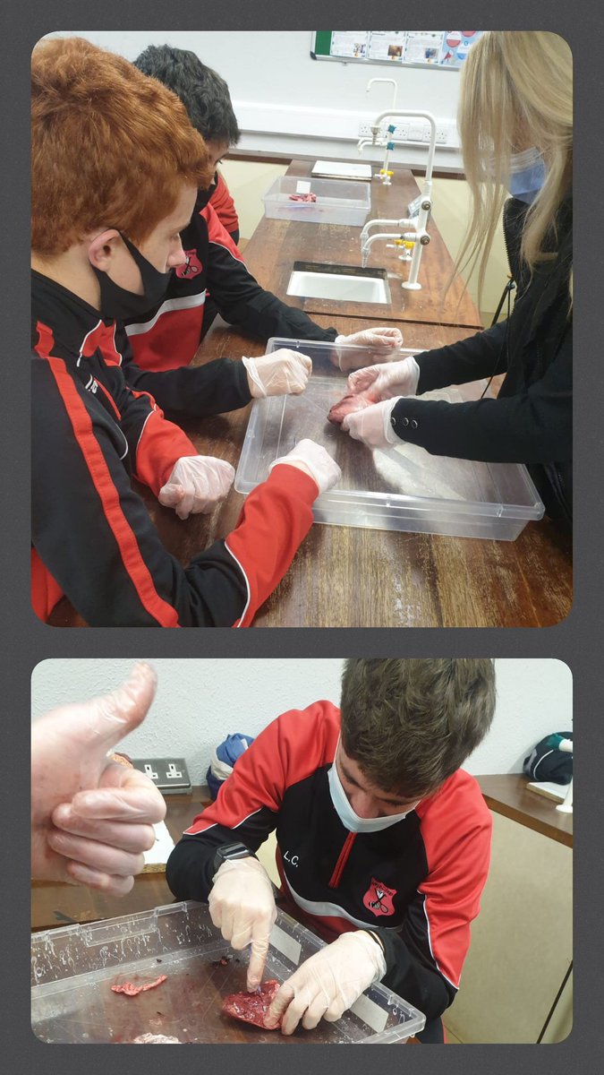 NewportCollege's tweet image. Our 2nd and 5th years dissecting sheep&apos;s hearts today as part of their Circulatory System studies! 🫀🔪🫀#JCScience #lcbiology @JctScience @TipperaryETB @NenaghGuardian