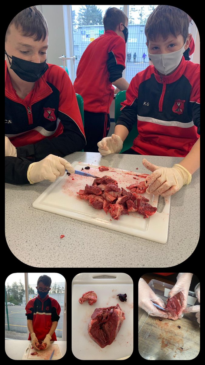 NewportCollege's tweet image. Our 2nd and 5th years dissecting sheep&apos;s hearts today as part of their Circulatory System studies! 🫀🔪🫀#JCScience #lcbiology @JctScience @TipperaryETB @NenaghGuardian
