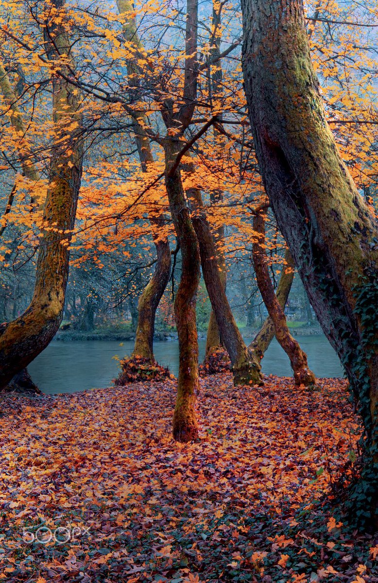 Everyone in the world sees what he carries in own heart.
                                     ~ Goethe

River Trees - Sarajevo, Bosnia