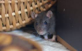 PestCentury's tweet photo. Noticing mice getting in your home? Give us a call today! 
#pestcontrolservice #mice #rodents https://t.co/pboyTbhBfH