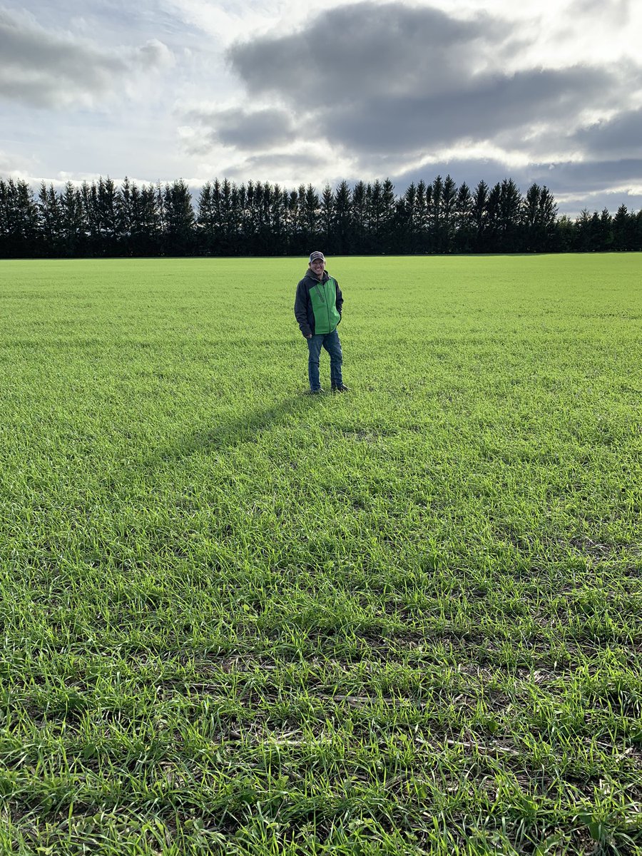 First wheat crop coming up nice. #pioneer #ontarioag #winterwheat
