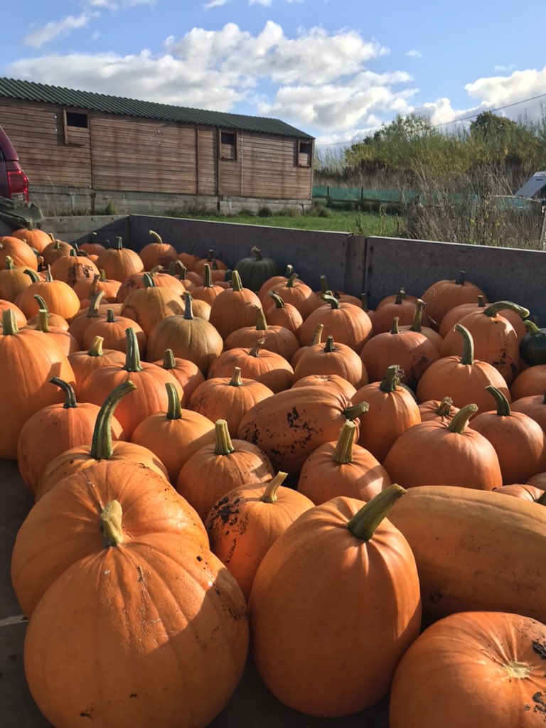 JenEwanBand's tweet photo. Had so much fun at Narrowboat Farm today helping harvest pumpkins! Great fun! 
.
.
.
#pumpkinspatch #pumpkin #narrowboatfarm #pumpkinpicking  #pumpkins #pumpkinseverywhere https://t.co/hteHeR21EH