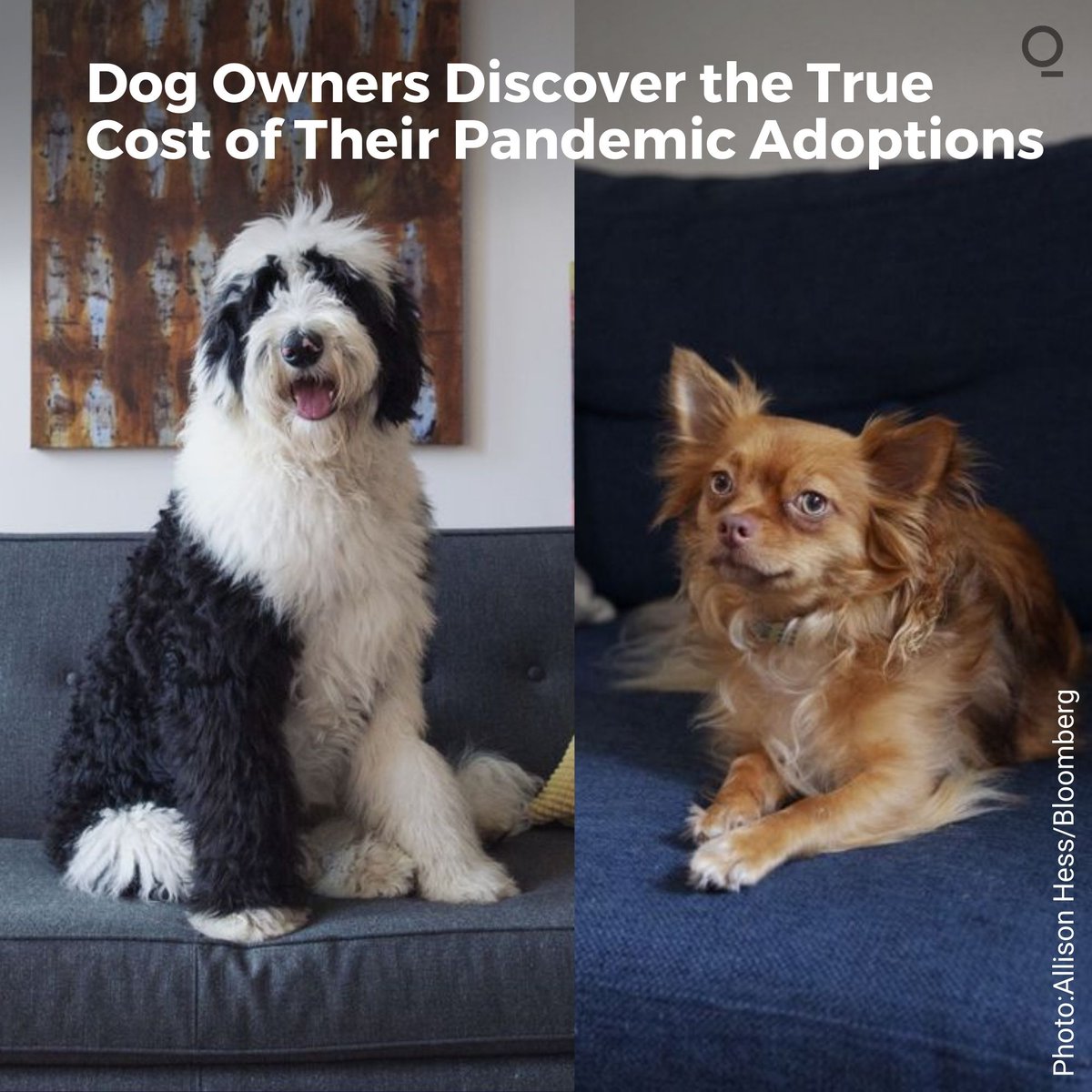 Pandemic pups are racking up bills as their owners head back into the