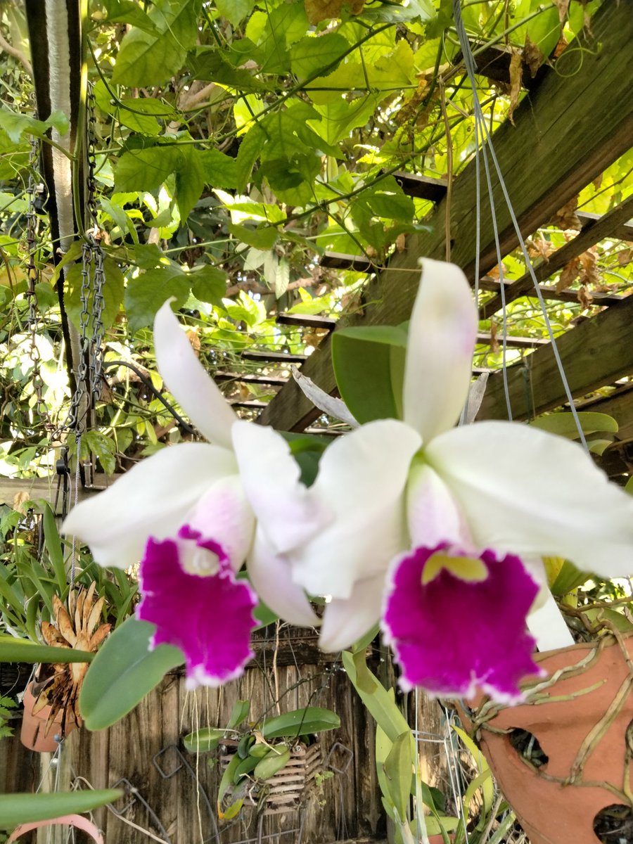 TGIF 
#gardenchat #gardening #orchids #hoticulturist