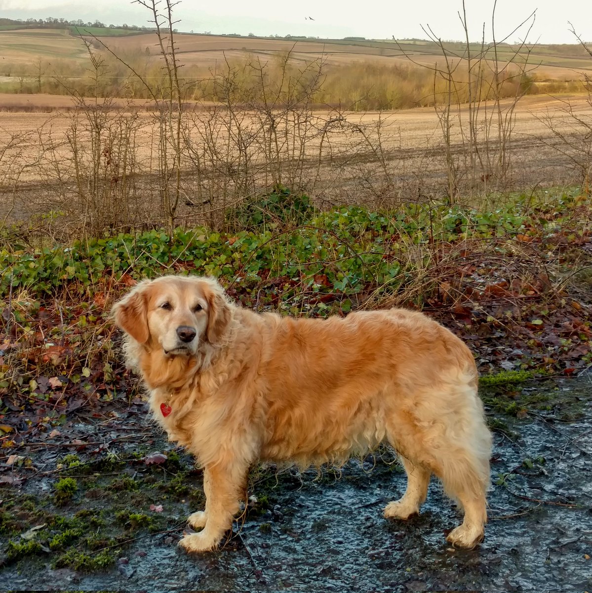 LeicsGuideDogs's tweet photo. Dotty is celebrating #GuideDogs90, though after her @guidedogs #PuppyTraining she decided that it wasn't for her so now lives as a pet dog enjoying our countryside. Thank you to #ThurlastonGardenCentre for kindly hosting one of our life-sized collecting dogs. #GuideDogsFamily https://t.co/SKEknKtYGo
