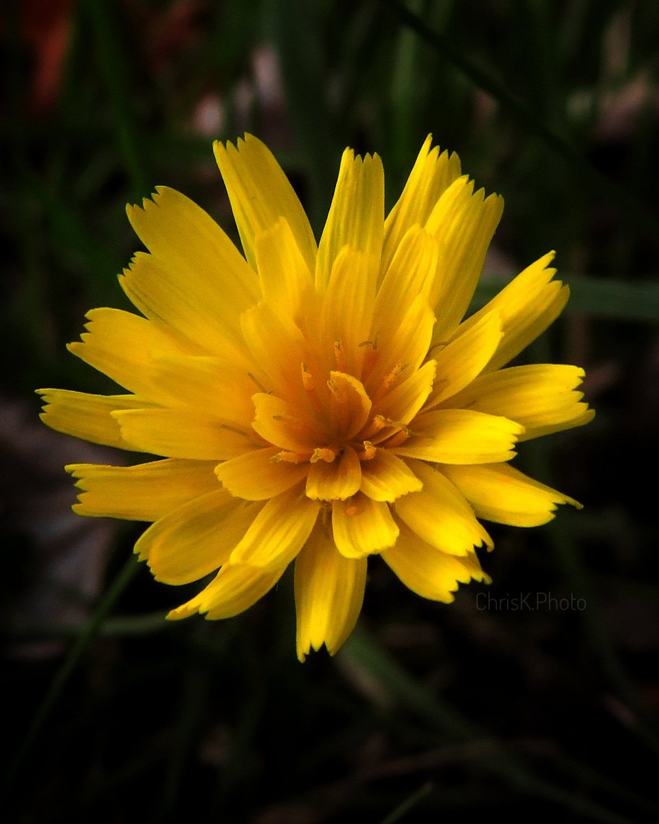 chrisk_nature's tweet photo. ' As others fade, some still bloom '
 - these tiny Dandelion-like flowers are still emerging as Autumn takes a firm hold

#autumn #bloom #autumnbloom #yellow #dandelion #flower #wildflower #autumnwatch #naturephotography #nature #naturelovers #eckington #derbyshire #CanonSX720hs https://t.co/HlRRbMvzQK
