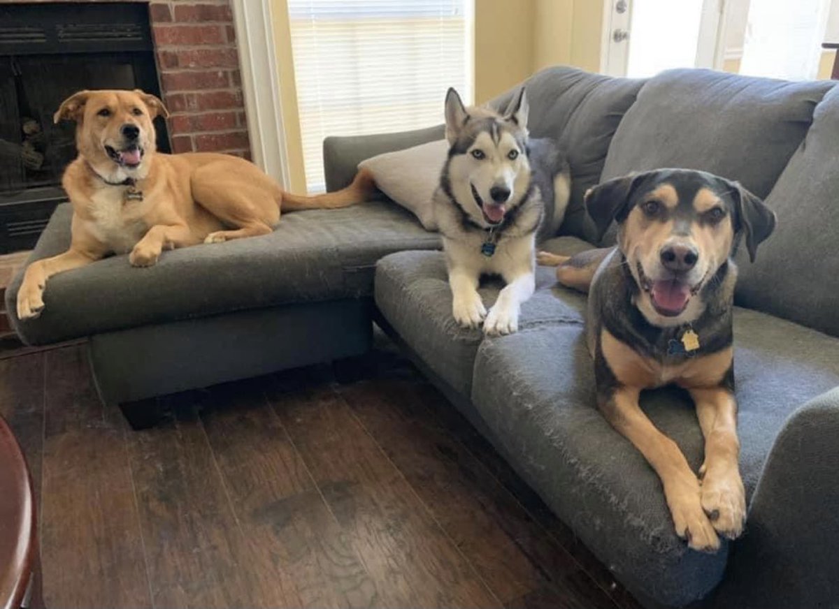 derekduvallshow's tweet photo. All 3 are rescues &amp; they will all be getting a few extra treats tonight. Some of the best dogs imaginable! #MakeADogsDay #PodNation #dogsoftwitter #dogsarelove #DogsFTW https://t.co/iQa7n86TJb