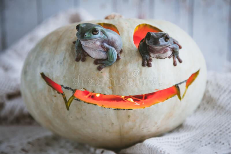 bootreacher's tweet photo. Me an dthe frellas (frog fellas) this hal of ween
🐸🐸
  🎃 https://t.co/2saGJqVk7I