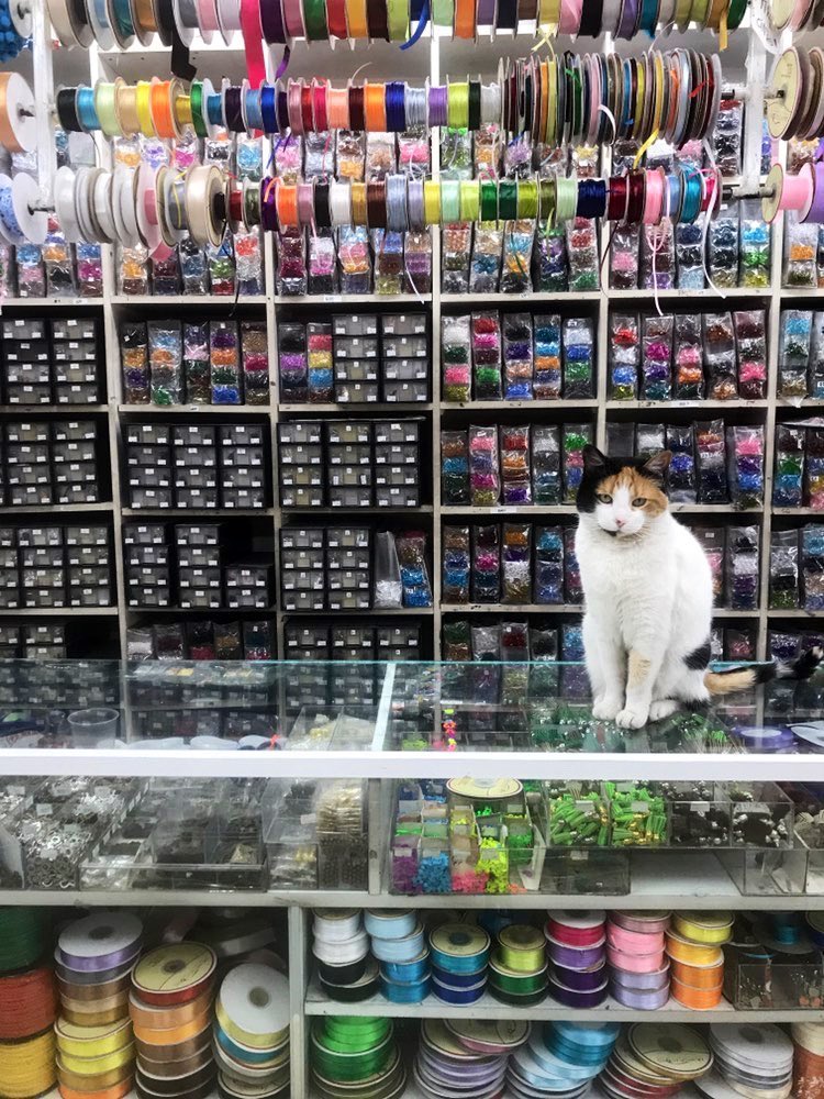 Bodegacats_'s tweet photo. https://t.co/vW5OTiRTM0