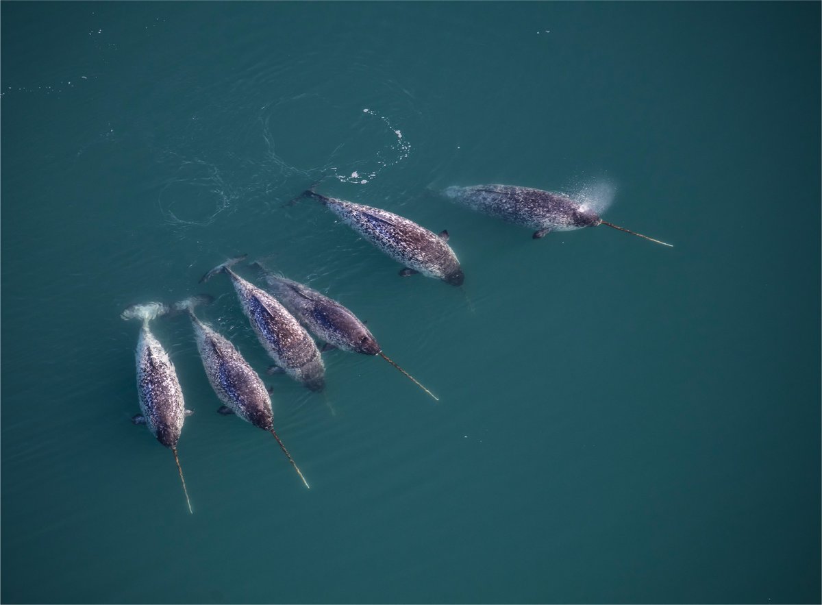 RSocPublishing's tweet photo. Once thought to be a magical unicorn horn…now it seems no magic was involved, and Narwhal tusks are sexually selected for male aggression or mate choice https://t.co/w3fsP4E2EC | #BiologyLetters #allometry #sexualselection #animalsignals https://t.co/fz1WCIkxBo