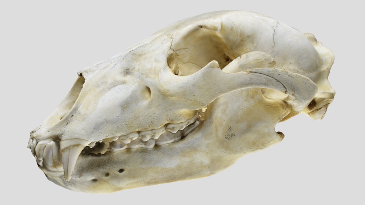 arctosdb's tweet photo. Here are some skulls for Halloween🎃to enjoy! Check out the #ArctosProject: Teeth, Beaks, and Bones: 3D Models of Bird and Mammal Skulls, a collaborative project between the UWYMV and the Digital Collections Office in the UW Libraries @uwyolibraries https://t.co/S0iIZ9tjQ7 https://t.co/YJx1ANVyqR