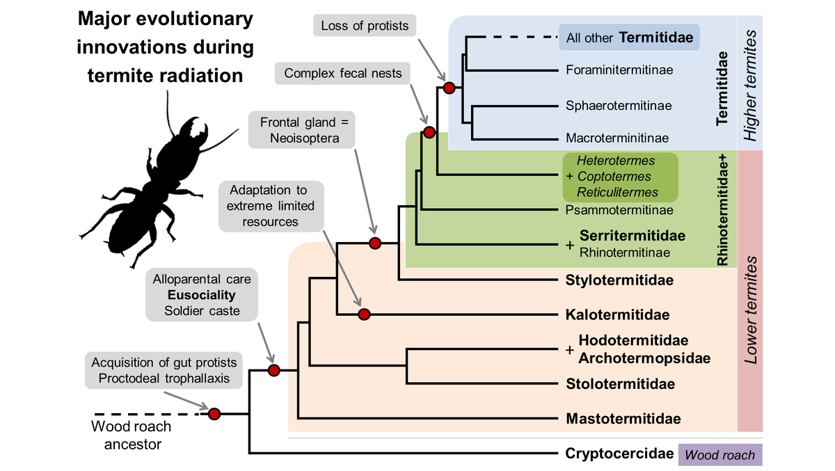 ChouvencL's tweet photo. For the ones who will be in person for #EntSoc21 in Denver, I will be presenting the gist of our recent review on termite traits evolution on Tuesday. See you there!

From roaches to the rise of Termitidae: Key innovations through the evolution of termites https://t.co/U7M31sNBC6 https://t.co/oSeUoWLSgL