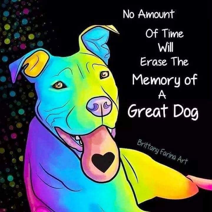 After 17 wonderful years we finally made the call, goodbye Maya you were a wonderful dog and companion and you will be greatly missed.