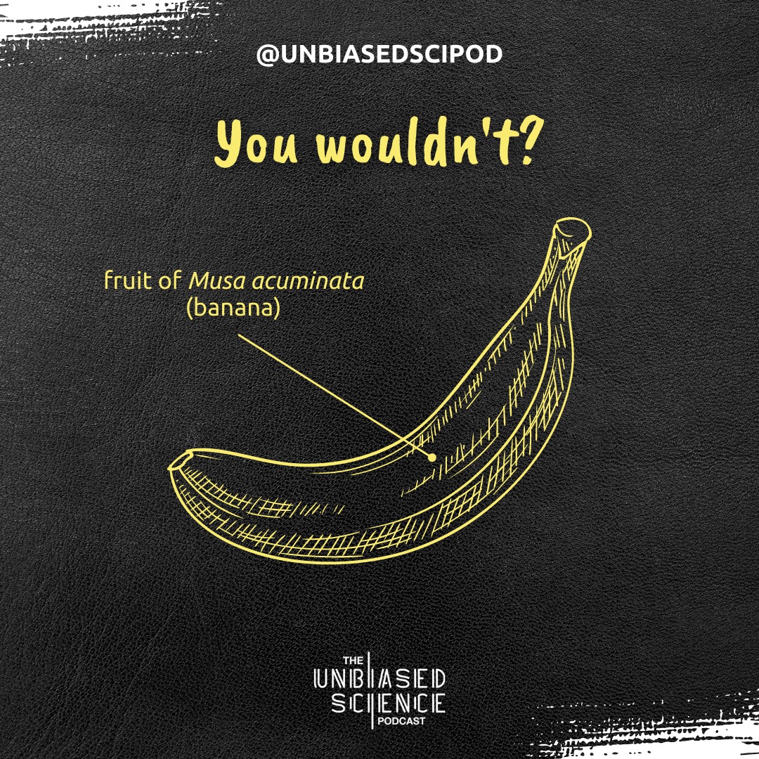 unbiasedscipod's tweet photo. Let's peel back the chemical composition of a banana! 

Many people who oppose #vaccines, certain medications, &amp; even types of foods will exploit an appeal to emotion using principles of chemophobia.

In fact, everything is chemicals. 🍌⚕️👩‍🔬

#WomenInStem

https://t.co/8WpnJlDRFW https://t.co/kXE0qLjNt5