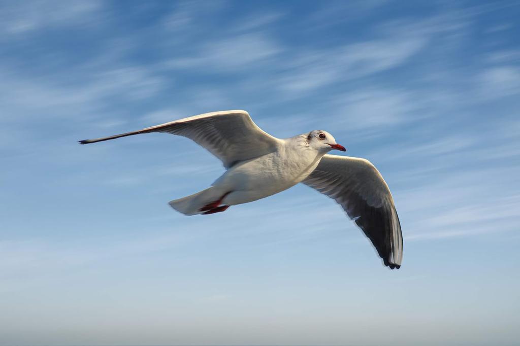 لا يا وهنيك يا طير لا بغيت الطيران طرت لك جووك لابغيته 🕊