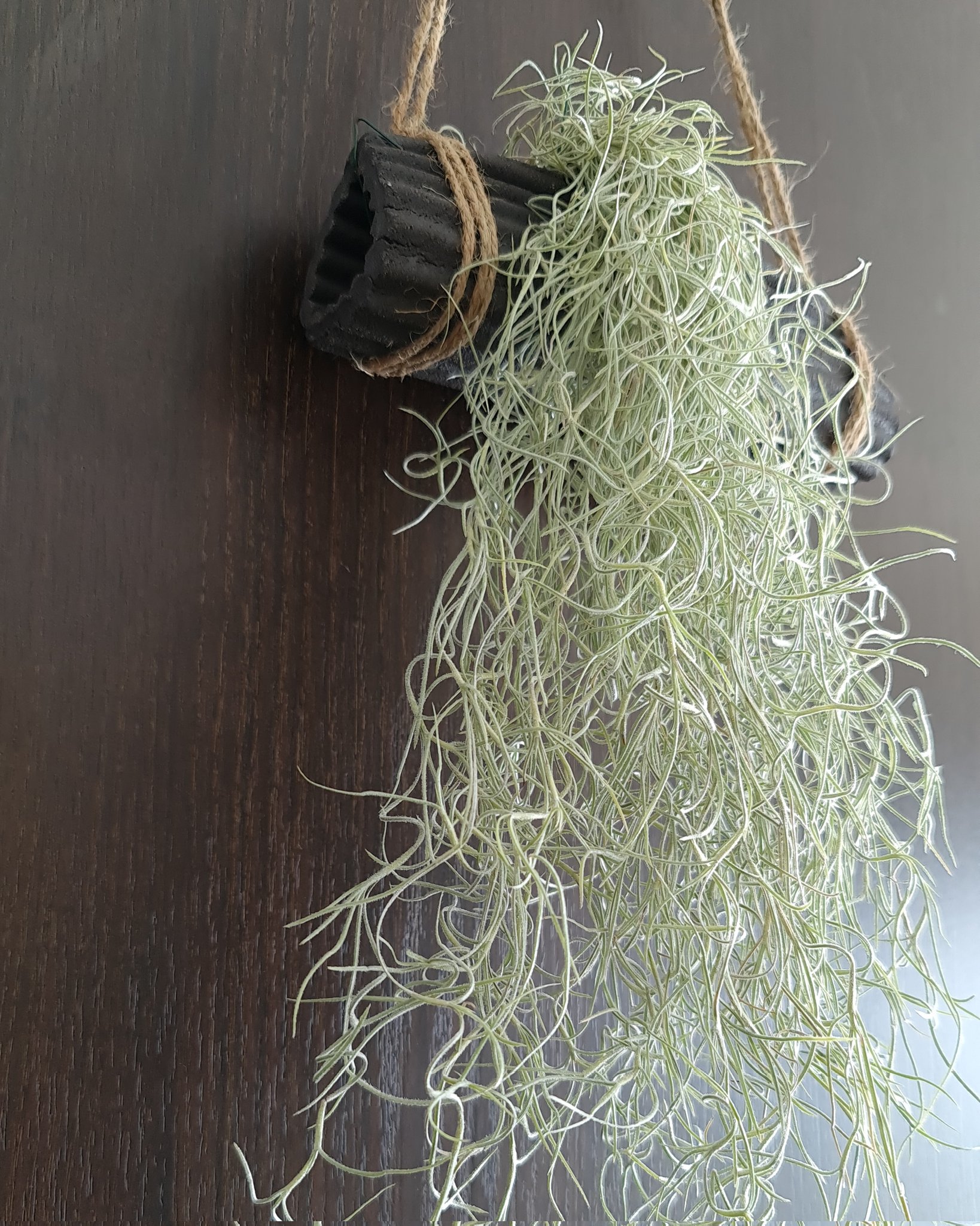 サルオガセモドキ Twitter Search Twitter