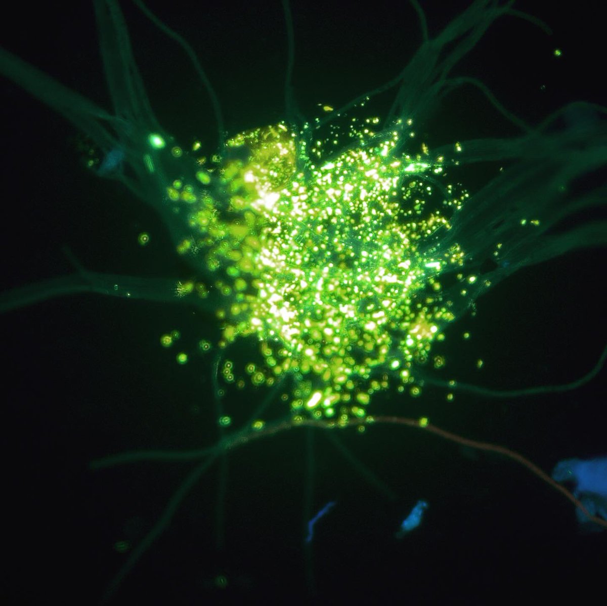 Asa Conover tweet media