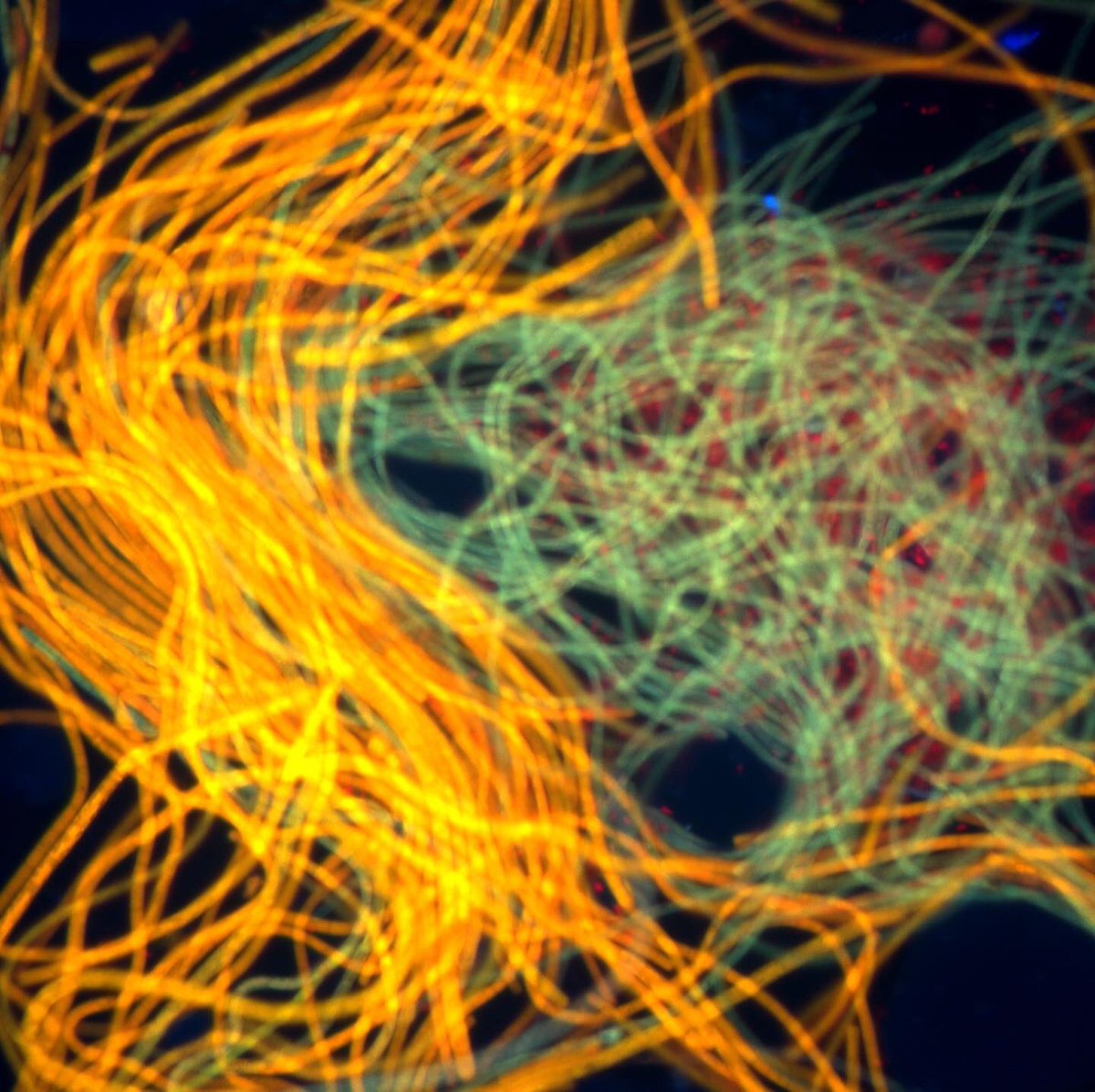 Asa Conover tweet media