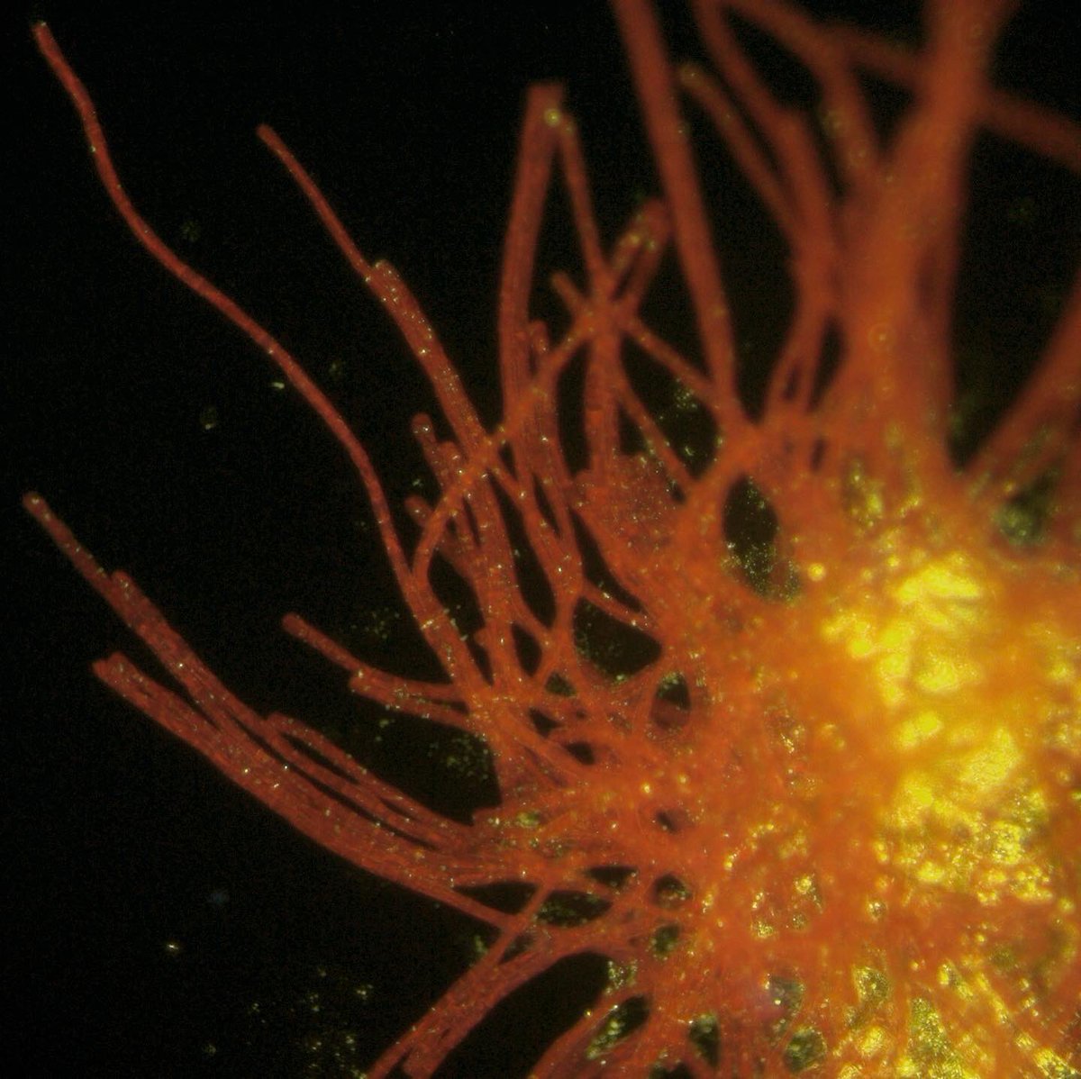 Asa Conover tweet media