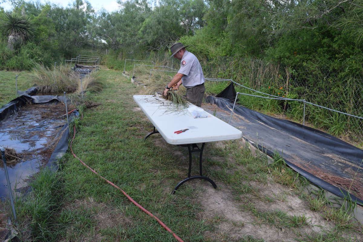 Battlefield restoration work continues. Dividing seedlings is a propagation technique that aids the cordgrass take root. The hard work put in today will help the park restore the battlefield to its 1846 appearance. #conservation #restoration