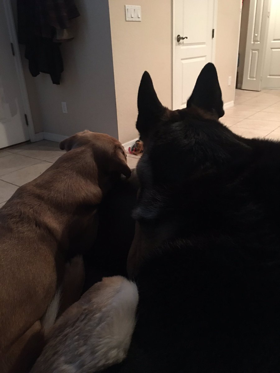 BrownLittleDog's tweet photo. Hi frenz. Waitin for mom to get home. Happy Friyay! #dogsoftwitter #doglife #GermanShepherd https://t.co/68qzrZKmVL