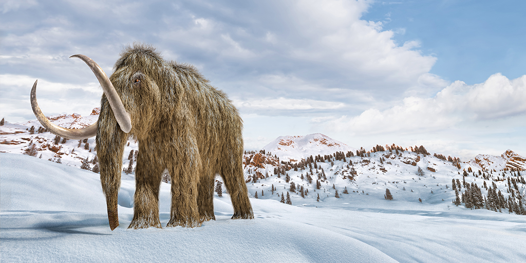 What caused the demise of the wooly mammoth in the last Ice Age? Check out how Prof. Eske Willerslev and team sequenced more than 535 samples of ancient soil to help unlock clues about Arctic life more than 50,000 years ago. bddy.me/3jtzfU5 <a href="/Nature/">nature</a> #genome #sequencing