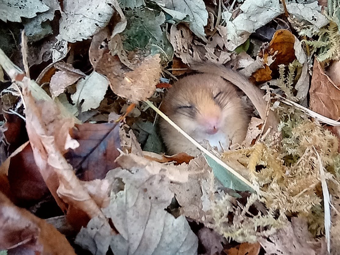 Andrew Shore (@AJShore) / Posts / X