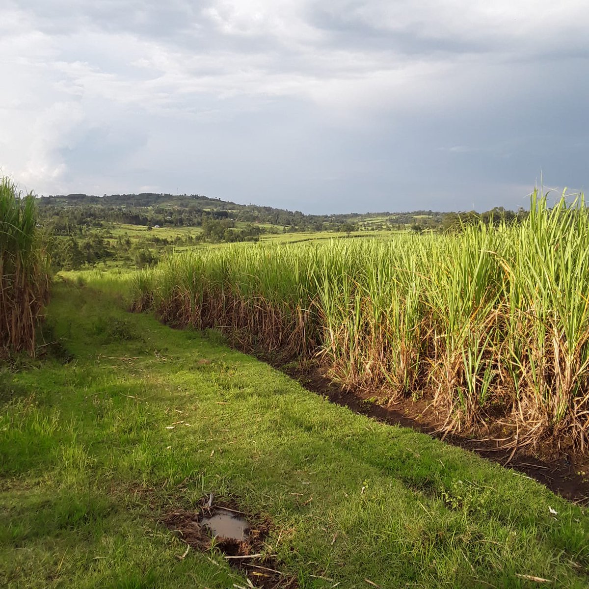 BeaconFarms's tweet photo. Beacon 2 land lease, 5yrs, 0.4ha. To clear sugarcane for planting kales 1000headed 50,000 plants https://t.co/LePyJK0Jg3