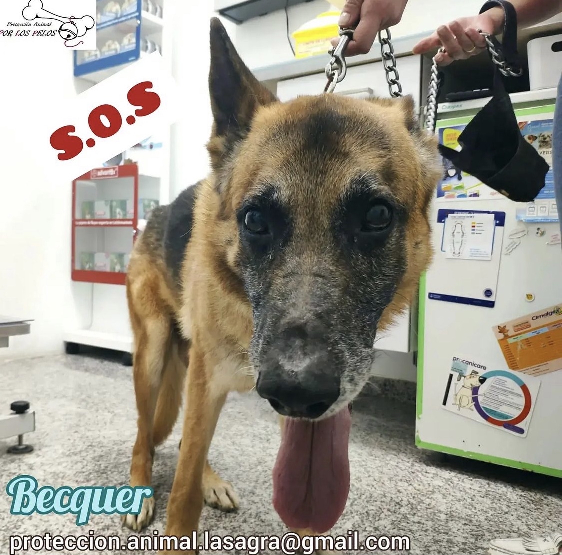 PerreraToledo's tweet photo. 🆘🆘🆘🆘🆘SÓLO TENEMOS HASTA EL LUNES. Nadie se ha ofrecido a acoger a Becquer. Su familia ha decidido encerrarlo para dormirle. Si no sale nada antes del lunes no podremos ayudar. Llamamiento a particulares y protectoras, AYUDA POR FAVOR ‼️proteccion.animal.lasagra@gmail.com https://t.co/2aVVNiqJQy