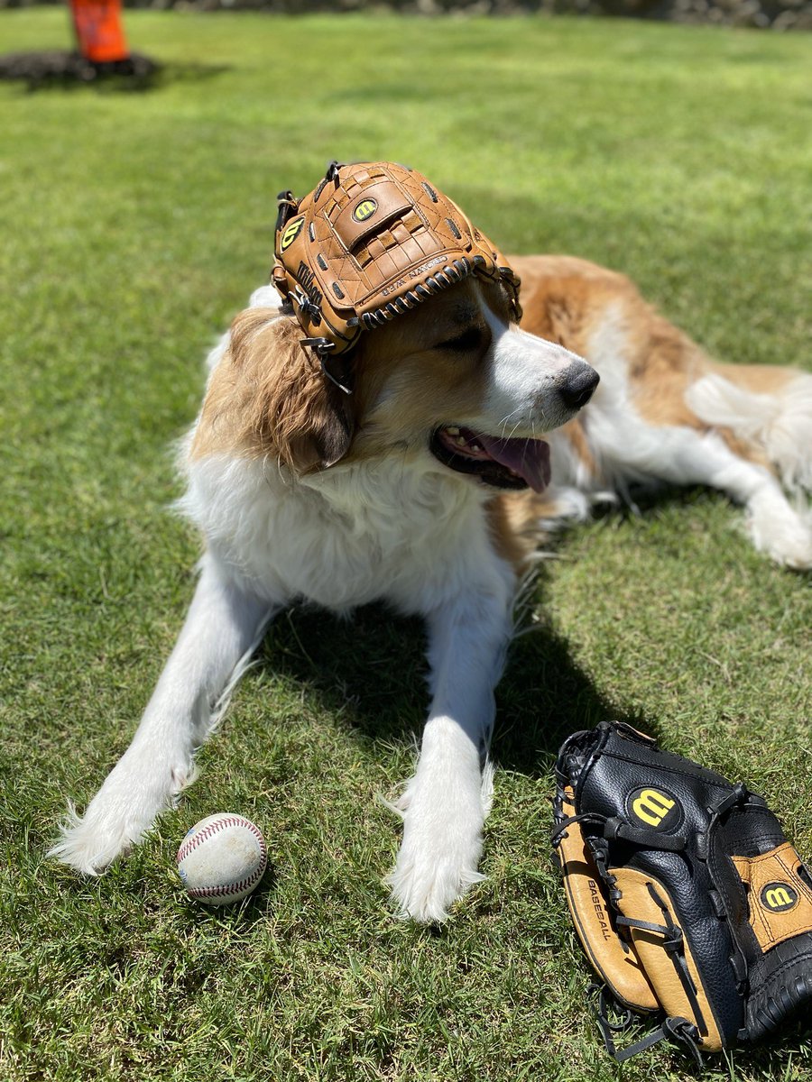 BaseballBucket's tweet photo. @CRRBaseball @CleburneShelter @LoafnDog @dog_rates @RipkenTheBatDog @DockHounds @pepperthebatdog @finnthebatdog @NaviTheBatDog @TexasDogMag @PetSmart This is Lou. Patiently waiting for the next Bark in the Park at The Depot. https://t.co/4ThuYqKAvU