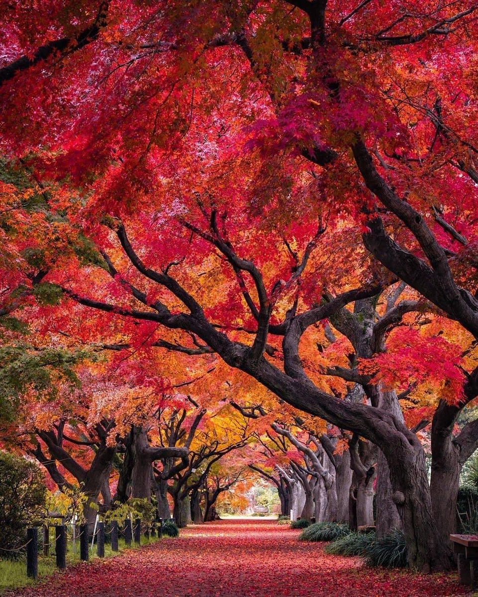 nippon_ar's tweet photo. خريف 🍁 #اليابان https://t.co/c82rQLVc5A