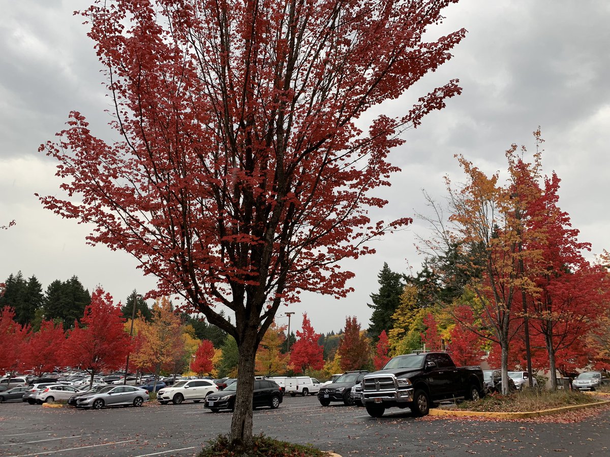 all_bloom_red's tweet photo. @CaptAceDanger Can I interest you in what my work parking lot looked like yesterday? 😃 https://t.co/aIxWLWb9Ow