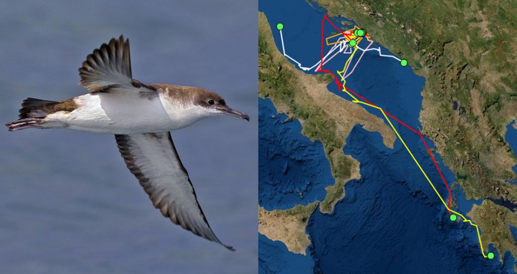 Tracking the migration of the Yelkouan Shearwater from Croatia
<a href="/MedScienceCom/">CIESM</a> <a href="/BiomHr/">Udruga Biom</a>
ciesm.org/marine/program…
acap.aq/fr/actualites/…