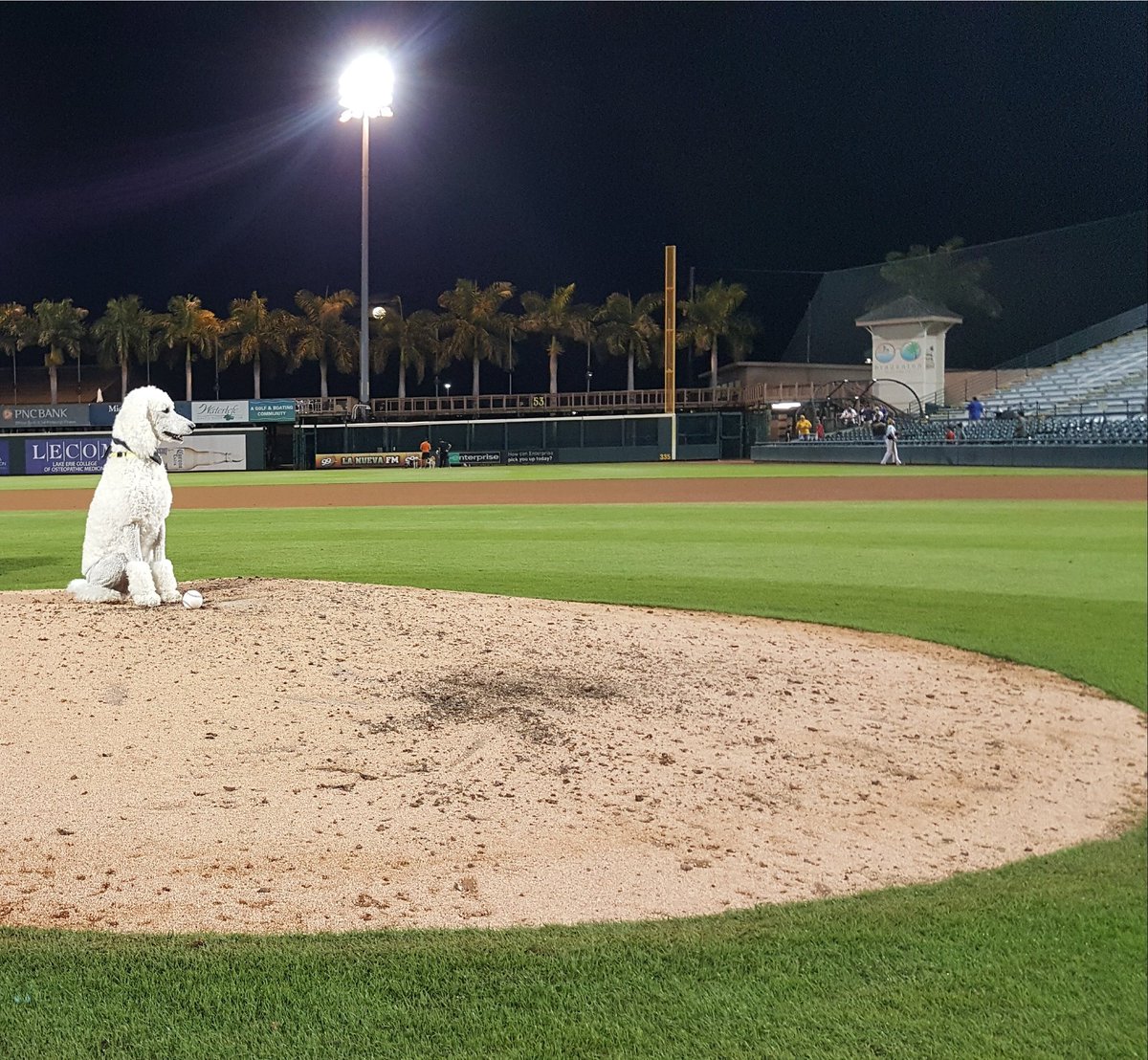 BaseballPoodle's tweet photo. @CRRBaseball @CleburneShelter @LoafnDog @dog_rates @RipkenTheBatDog @DockHounds @pepperthebatdog @finnthebatdog @NaviTheBatDog @TexasDogMag @PetSmart https://t.co/o76bPZKFr6