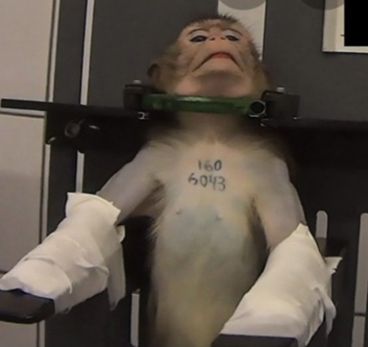 Cosmicbrigade's tweet photo. I am not a number 
But the people who do this to me truly are monsters 

@BorisJohnson time to end all animal experiments https://t.co/lMkfhquBZJ