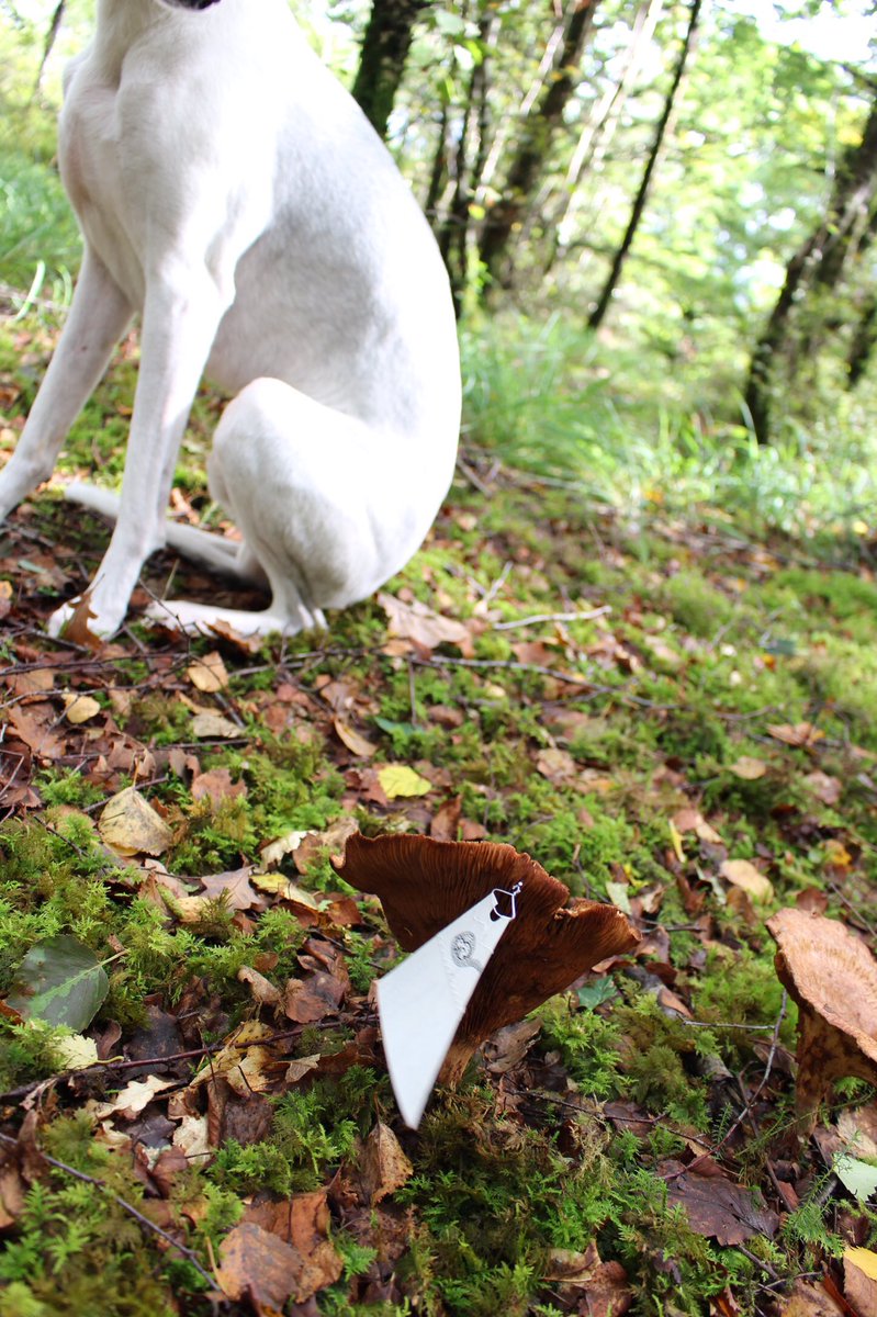 alisonmercer16's tweet photo. Last Minuit #FungiFriday Dog for scale just like @chirpystarling I knew I had one in the archive! #textilethinking on a dog walk inspiration everywhere❤️#stitchtober https://t.co/zFu3r7CoqJ