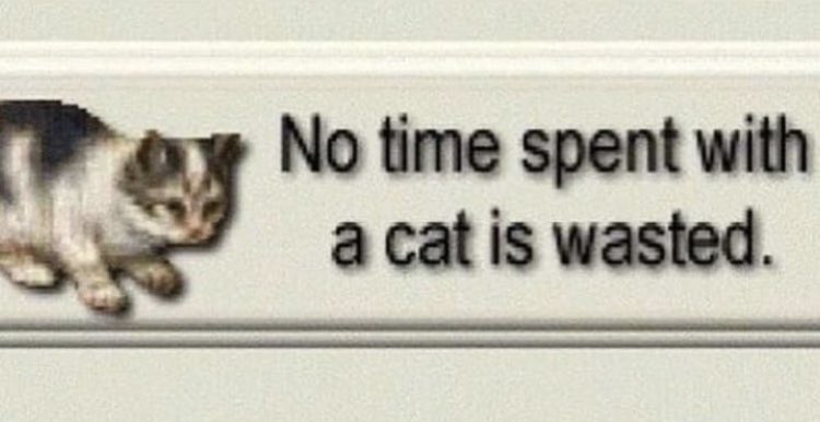 Elite Cat Memes (@sinfulcats) on Twitter photo 